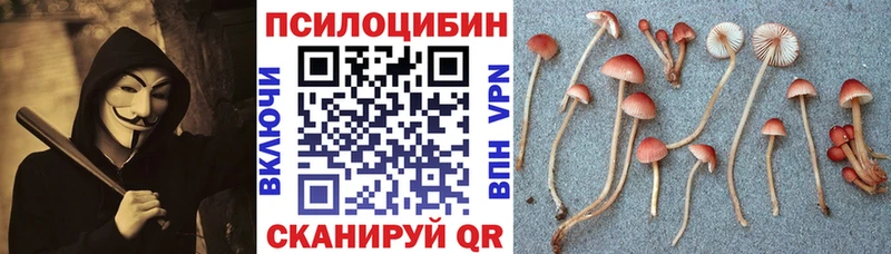 Псилоцибиновые грибы Psilocybine cubensis  Елизово 